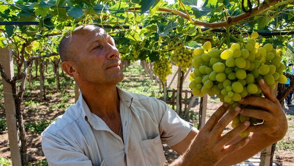 Экспериментальный виноградник в Крыму