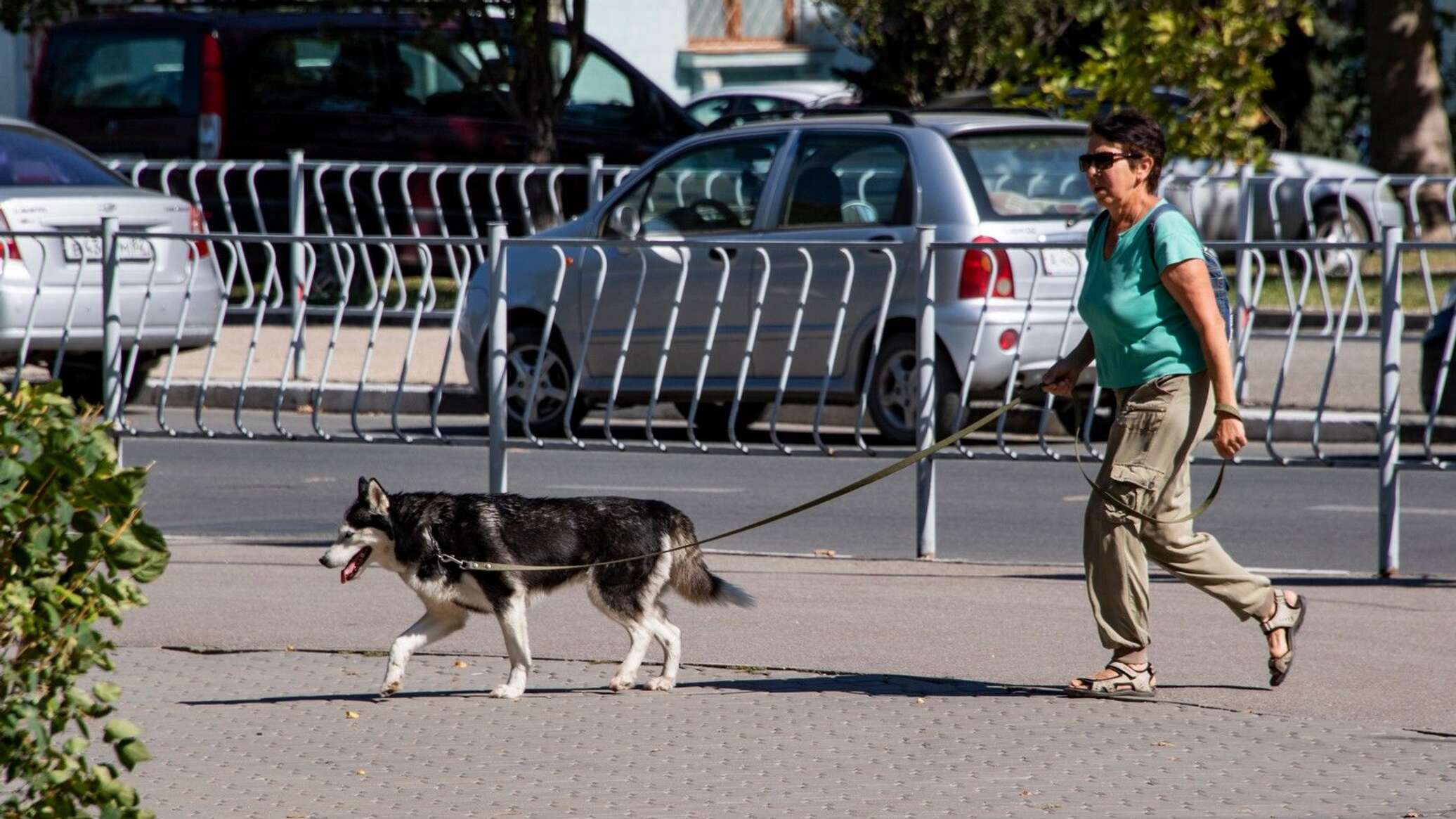 Ветеринары крыма. Куда бегут собаки. Dog City. Носят ли собаки своих щенков.