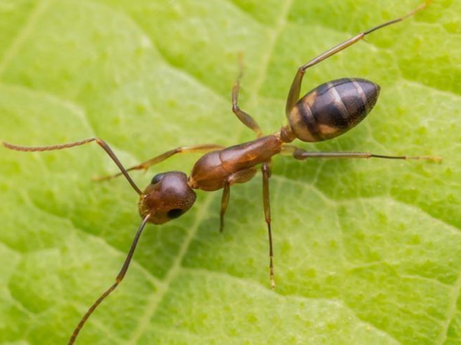 Название армейского муравья. Linepithema humile. Аргентинский муравей суперколонии. Черноголовый Лесной муравей. Аргентинские муравьи колония.