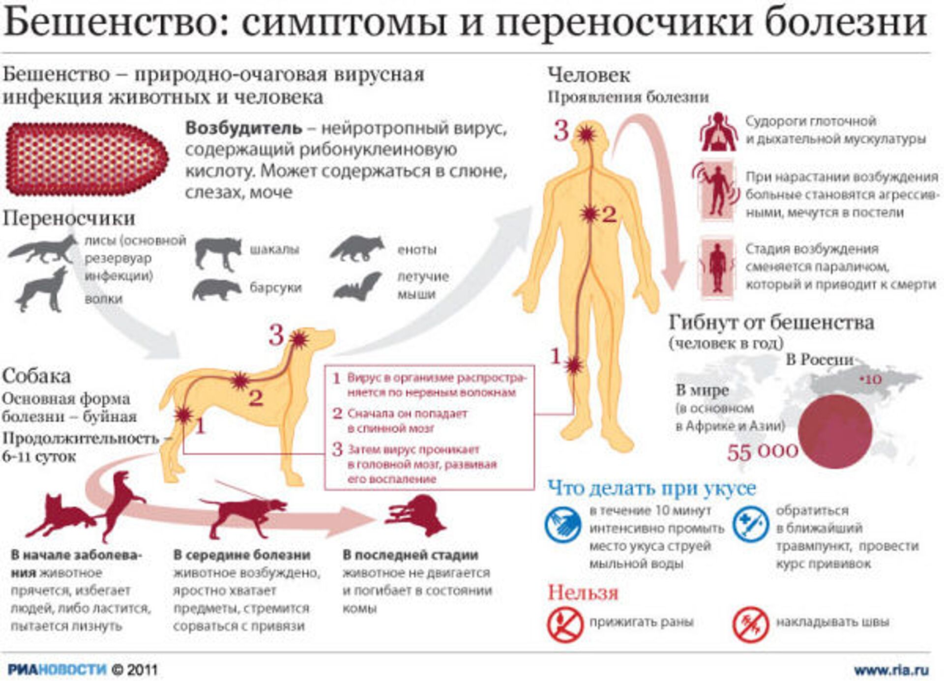 Бешенство – природно-очаговая вирусная инфекция животных и человека Бешенство – природно-очаговая вирусная инфекция животных и человека - РИА Новости, 1920, 11.08.2021