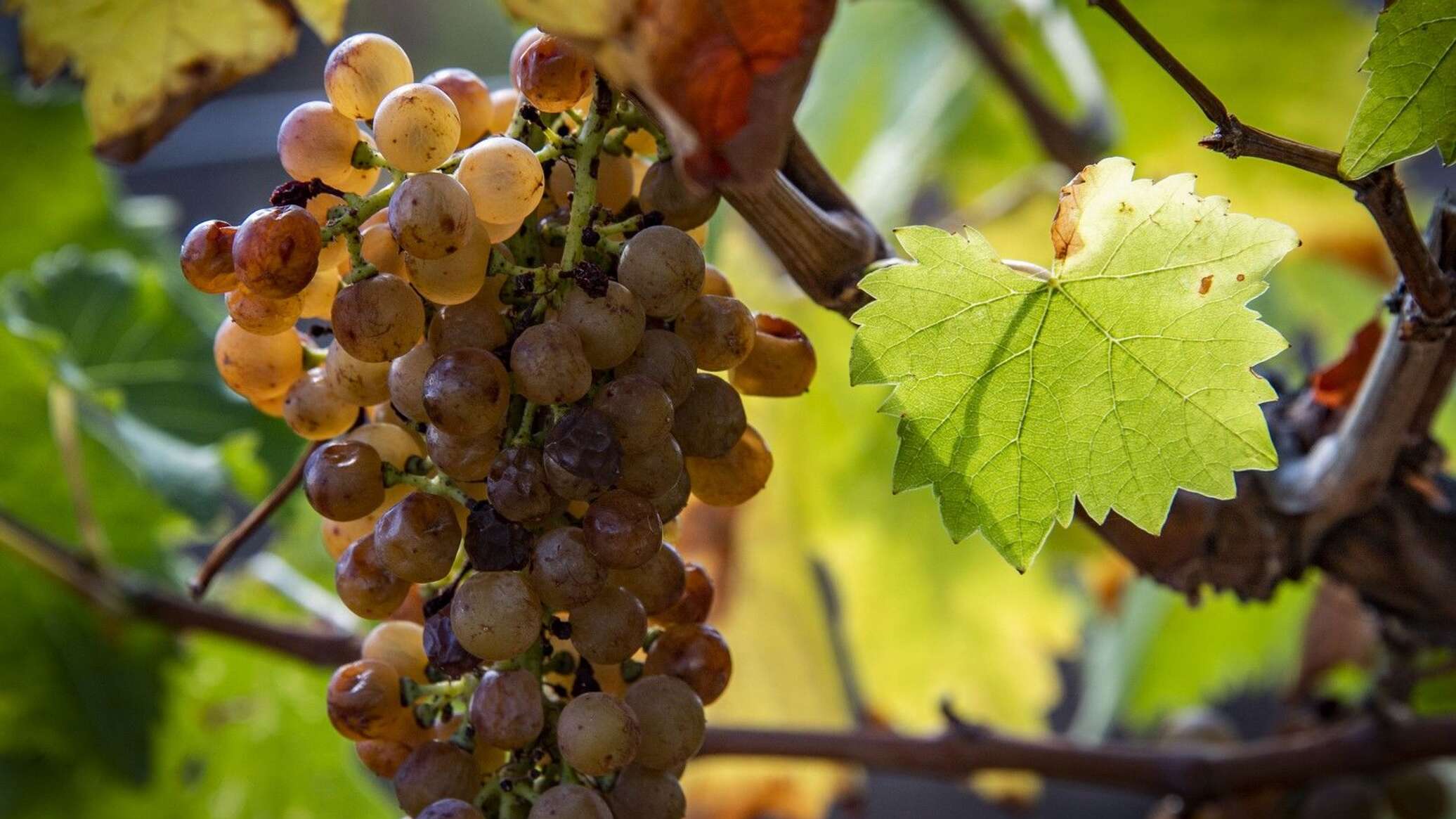 Крымская Жемчужина виноград