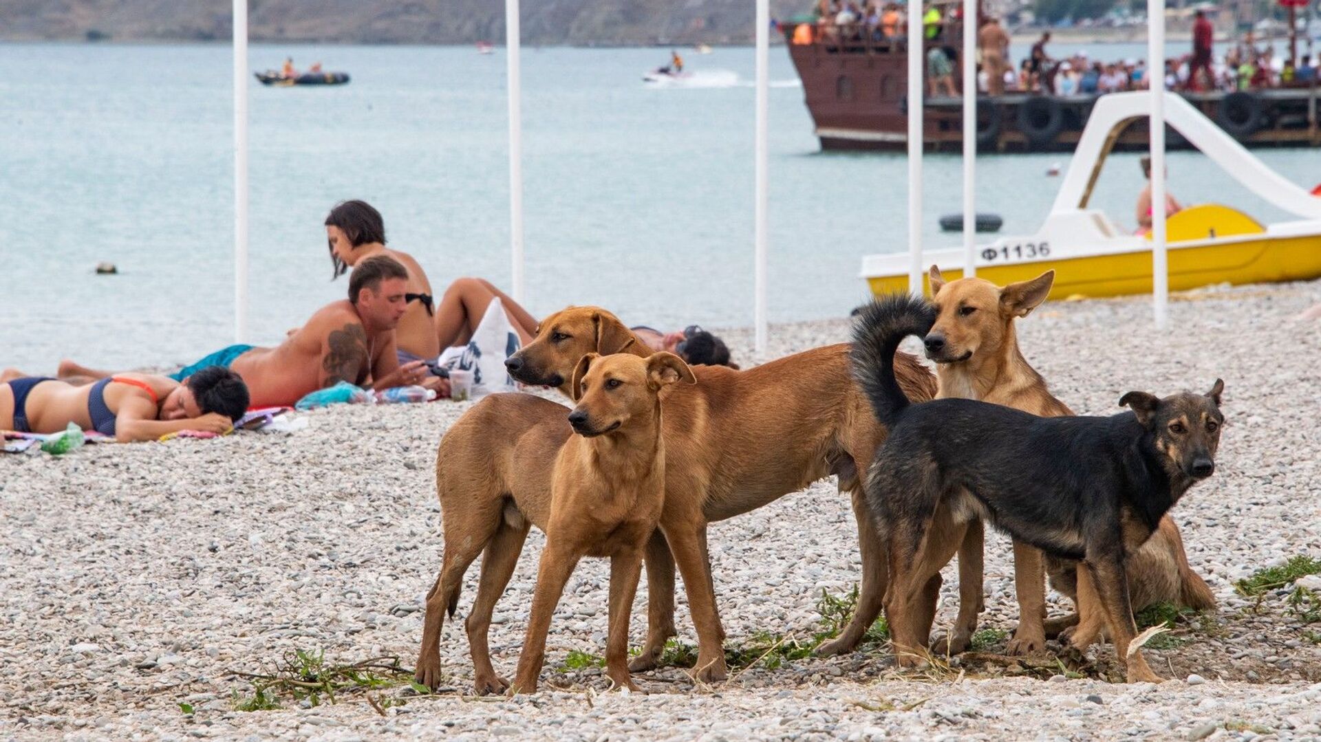 Бездомные собаки на пляже в Крыму - РИА Новости, 1920, 15.09.2022
