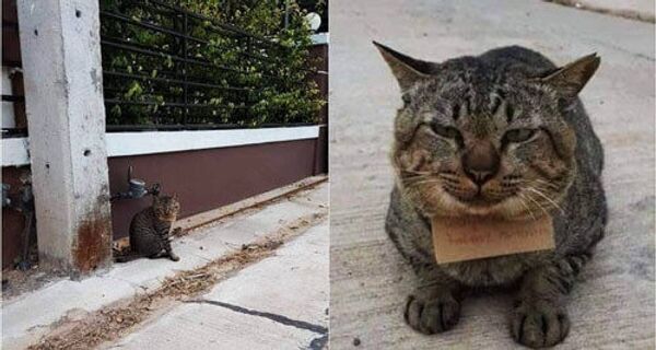 В Тайланде гулящий кот наделал долгов В Тайланде гулящий кот наделал долгов