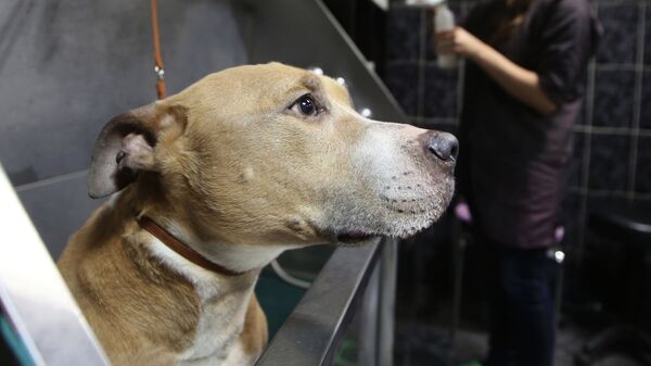 Собака породы стаффордширский терьер на процедуре груминга в салоне по стрижке собак и кошек в Москве