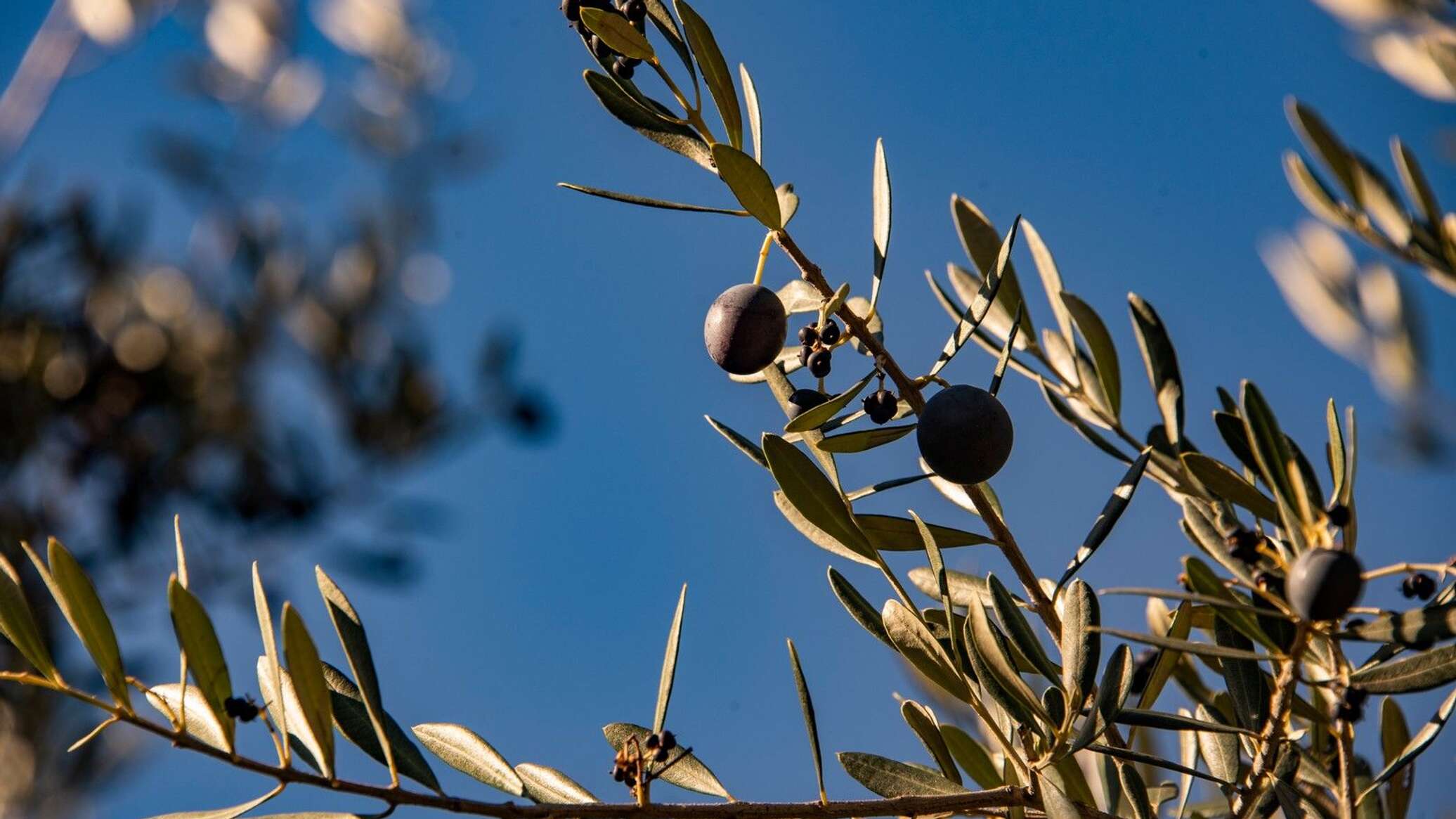 Крымская олива Дикая. Маслина Крымская. Выращивание оливок. Как вырастить оливковое дерево. Что выращивают в крыму