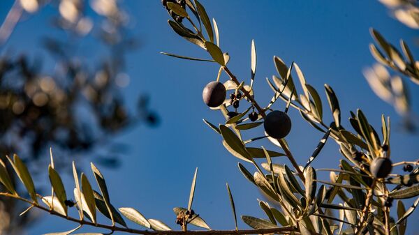 Крымские оливки