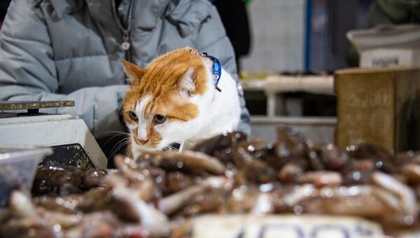 Кот Мостик проверяет рыбный рынок Керчи.