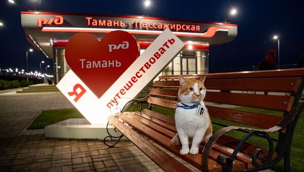 Кот Мостик инспектирует рельсовый автобус Керчь - Тамань