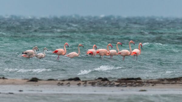 Из Азии и Турции: в Крым на зимовку прилетели фламинго
