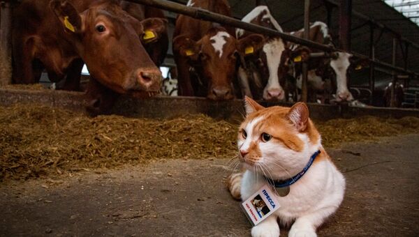 Кот мостик знакомится с коровами