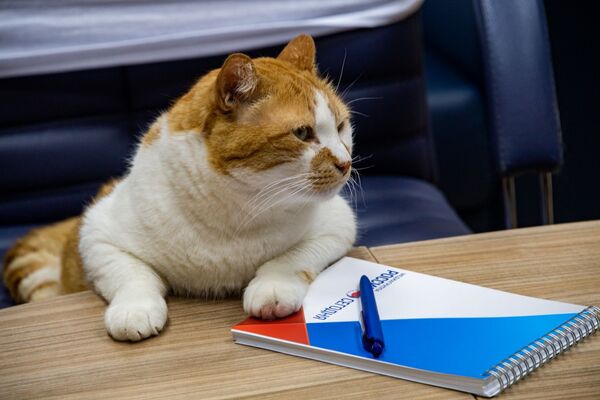 Знаменательный день лета! В редакции появился новый сотрудник - редактор котоновостей кот Мостик. 