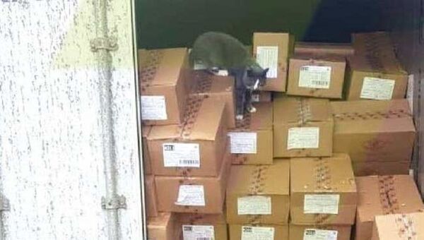 Кошка в контейнере с конфетами