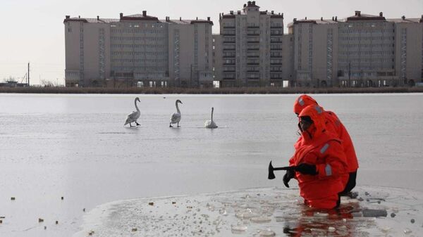 Знаменитых лебедей Сасык-Сиваша спасли из ледяного плена - фото, видео Знаменитых лебедей Сасык-Сиваша спасли из ледяного плена - фото, видео