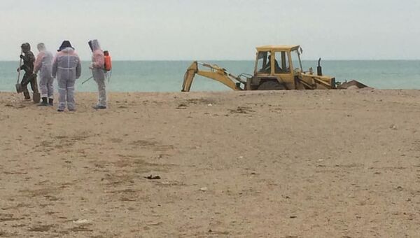 В трупе свиньи на крымском пляже не нашли опасных инфекций  