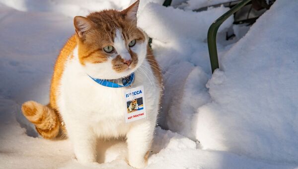 Кот Мостик в снегу