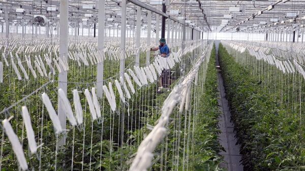 Выращивание овощей в теплицах под Белогорском при помощи капельной системы