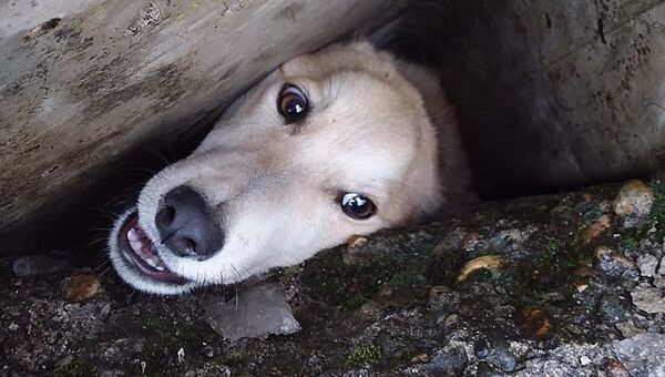 Собака в бетонном плену