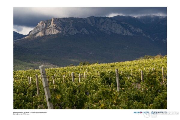 Виноградники на фоне склона горы Демерджи