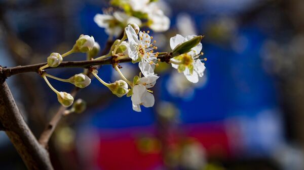 Весна в Крыму 