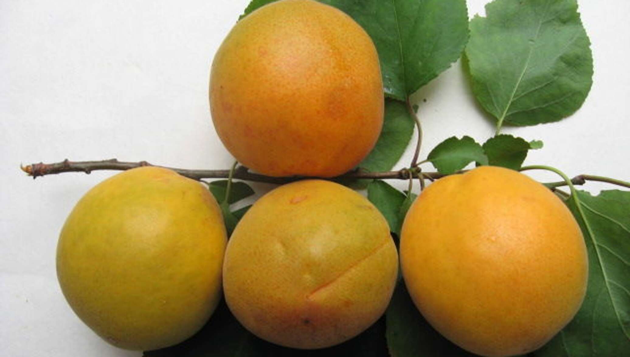 Сорт абрикоса персиковый