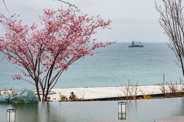 Весна в этом году в Крыму затяжная и холодная. Поэтому персики и сливы зацвели на три недели позже обычного.