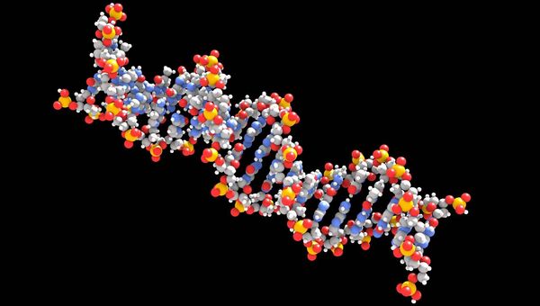 Модель участка гигантской молекулы ДНК, где зашифрована генетическая информация