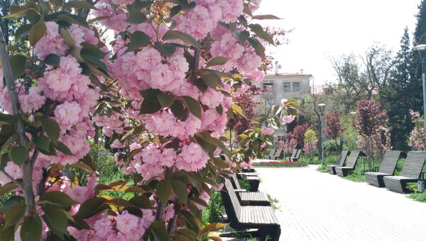 Цветущая сакура на площади Пирогова в Севастополе