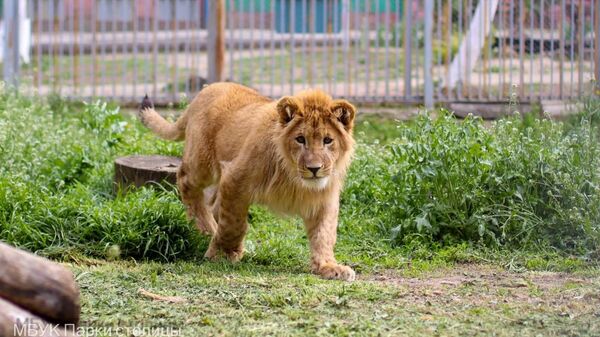 В зооуголке Симферополя появились молодые львята