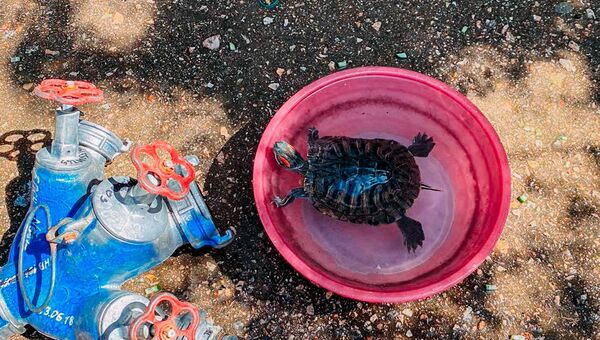 В Севастополе на пожаре спасли черепаху