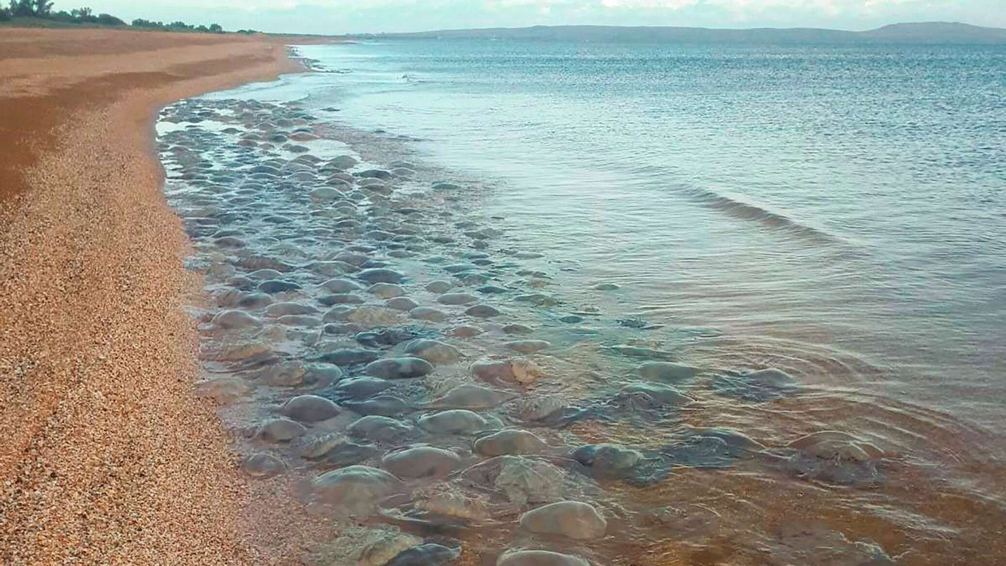 Азовское море Крым медузы