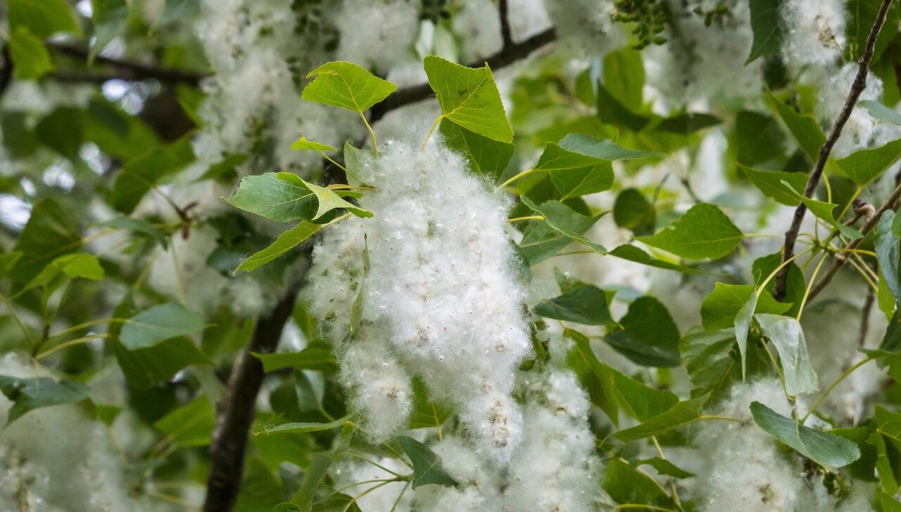 Тополиные сережки с пухом. Тополиные порошицы. Тополиный пух на улице. Что такое тополиный пух. 631 тополиный пух.