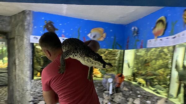 Виктор Жиленко переносит спасенного из затопленного помещения в Ялте крокодила в Алуштинский аквариум
