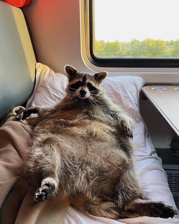 Енот Тема. Фото предоставлено владельцами енота