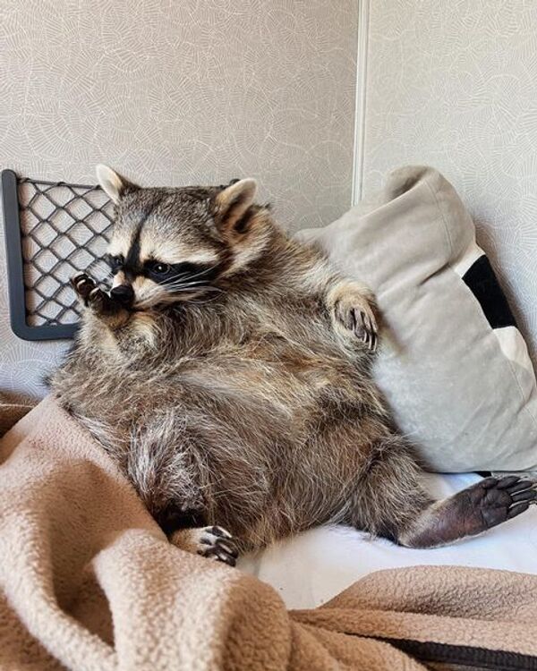 Енот Тема. Фото предоставлено владельцами енота