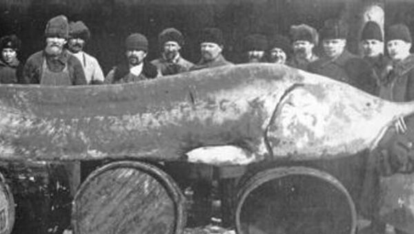 Белуга, выловленная в Азовском море в 1921 году