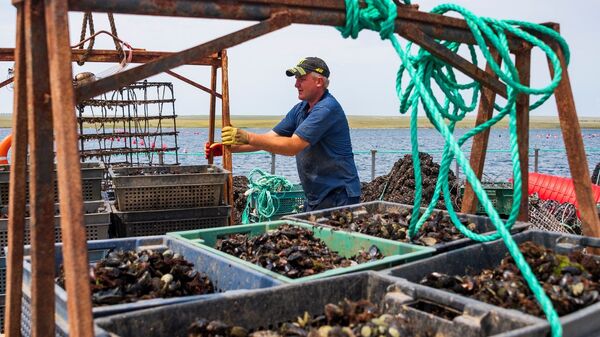 Выращивание мидий