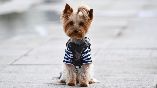 Собака в тельняшке