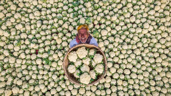 Работа Рафида Ясара из Бангладеш «Счастливый фермер»