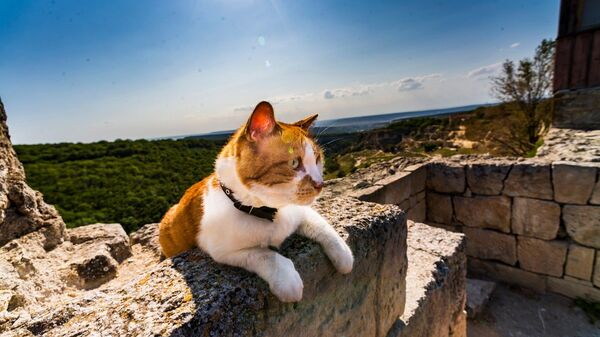 Кот Мостик на Чуфут-Кале