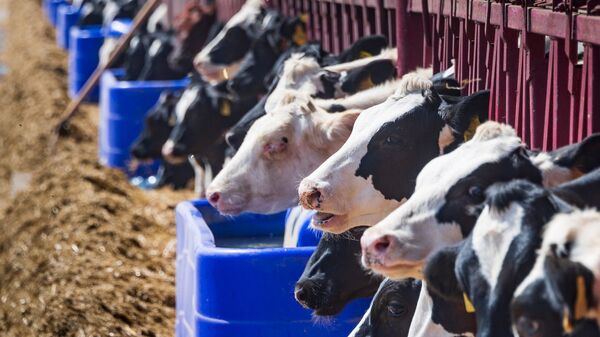 Животноводческая ферма коровы говядина молоко кефир молокопродукт телята телёнок