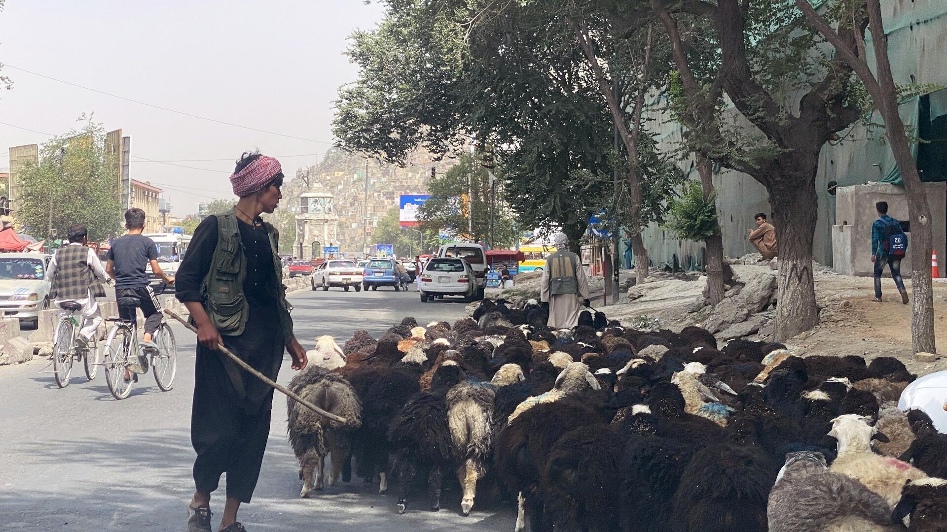 Пастух ведет стадо овец по улице Кабула - РИА Новости, 1920, 15.08.2021