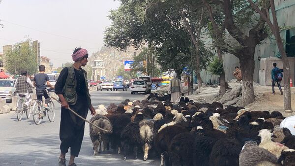 Пастух ведет стадо овец по улице Кабула