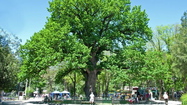 Одно из самых старых деревьев Крыма - дуб в Детском парке в Симферополе
