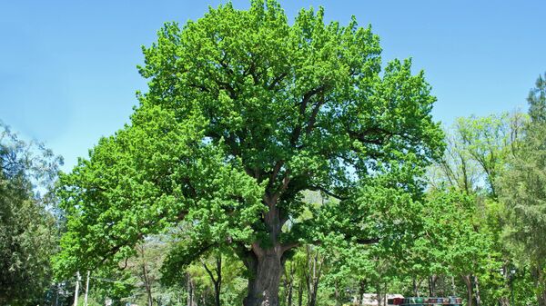 Одно из самых старых деревьев Крыма - дуб в Детском парке в Симферополе