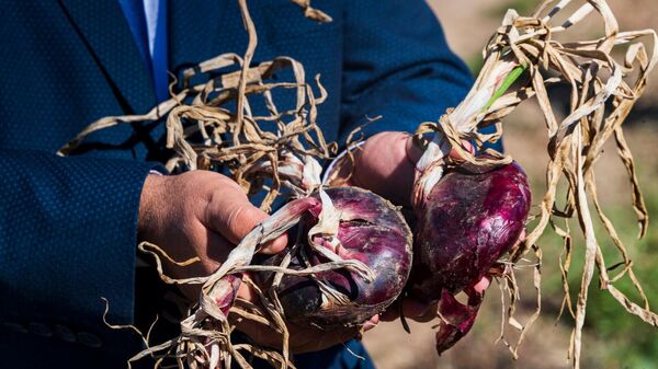Сбор урожая ялтинского лука в Бахчисарайском районе