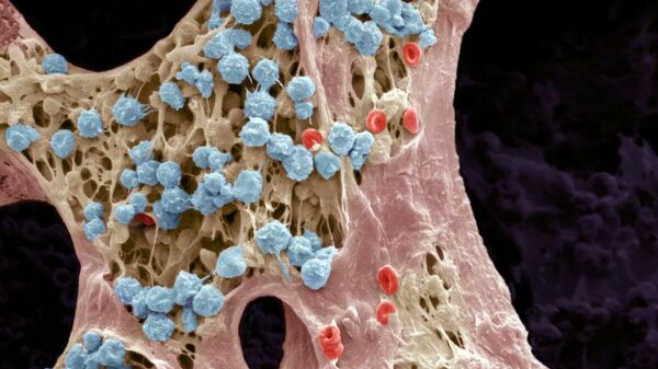 Вот так выглядят гемопоэтические клетки — родители всех клеток крови! 