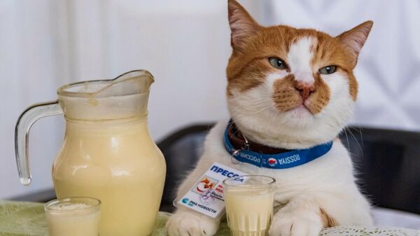 Кот Мостик пробует молочные продукты из Белогорского района