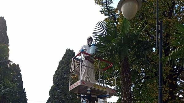 Капельницы с водой и специальным препаратом используют в Ялте, чтобы спасти высаженные в городе пальмы