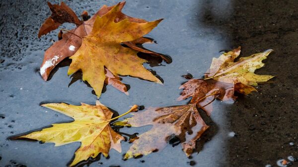 Листья в луже