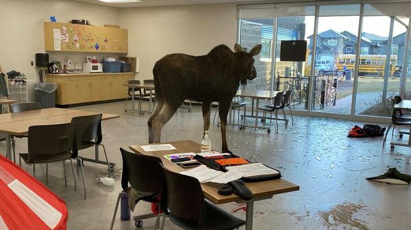 Во время урока в школе в Саскатуне (Канада) лось ворвался в класс